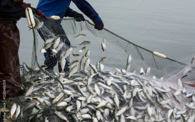 Pesca e acquacoltura, la strategia UE al 2040: sostenibilità, innovazione e nuovi investimenti